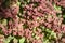 Berberis thunbergii japanese barberry ornamental shrub, group of green, purple and reddish leaves