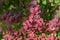 Berberis thunbergii japanese barberry ornamental shrub, group of green, purple and reddish leaves