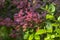 Berberis thunbergii japanese barberry ornamental shrub, group of green, purple and reddish leaves