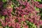 Berberis thunbergii japanese barberry ornamental shrub, group of green, purple and reddish leaves