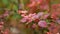 Berberis vulgaris ornamental shrub. Beautiful red oval leaves with water drops