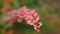 Berberis vulgaris ornamental shrub. Beautiful red oval leaves with water drops