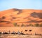 Berbers and resting camels in Sahara desert, Morocco