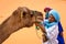 Berbers trying to tie up a camel in Sahara