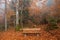 Berchtesgadener Land, autumn forest, bench