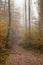 Berchtesgadener Land, autumn forest, fog