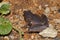 Berdmore\'s Chorus Frog Microhyla berdmorei