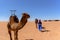 Bereber in the desert of Sahara in Morocco.