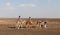 Bereber leads camels through the desert