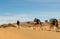 Bereber leads camels through the desert, Morocco