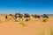 Bereber leads camels through the Sahara desert