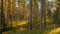 Berezinsky Biosphere Reserve, Belarus, Europe. Time lapse Autumn Forest At Sunset. Timelapse. Beautiful Sun Sunshine In