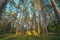 Berezinsky Biosphere Reserve, Belarus, Europe. Time lapse Autumn Forest At Sunset. Timelapse. Beautiful Sun Sunshine In