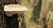 Berezinsky Biosphere Reserve, Belarus. Polypore Fungus On Tree Trunk In Autumn Rainy Day. Polypores Are Also Called