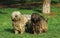 Bergamasco Sheepdog or Bergamese Shepherd 052955 Gerard LACZ Images