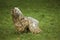 Bergamasco Sheepdog or Bergamese Shepherd, Adult standing on Grass