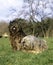 Bergamasco Sheepdog or Bergamese Shepherd, Adults laying on Grass