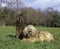 Bergamasco Sheepdog or Bergamese Shepherd, Adults laying on Grass