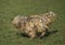 Bergamasco Sheepdog or Gergamese Shepherd, Adult running