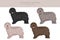 Bergamasco shepherd clipart. Different coat colors and poses set
