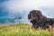 Bergamasco shepherd dog in the mountain pastures controls the ca