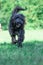 Bergamasco shepherd dog running in the meadow