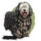 Bergamasco Shepherd, pastore bergamasco, Bergamasco dog digital art illustration isolated on white background. Italian origin