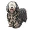 Bergamasco Shepherd, pastore bergamasco, Bergamasco dog digital art illustration isolated on white background. Italian origin