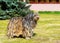 Bergamasco Shepherd in profile.