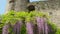 Bergamo, Italy, The old town. The fortress and the wonderful blooming violet wisteria flowers