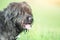 Bergamo sheepdog on a blurred meadow background in summer