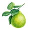 Bergamot, citrus fruit on isolated white background, watercolor botanical illustration