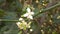 Bergamot Common name: Kaffir lime, Mauritus papeda, Leech lime Scientific name: Citrus hystrix DC Family name: Rutaceae 3 - 5 flow