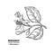 Bergamot flower branch vector drawing