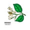 Bergamot flower branch vector drawing. Isolated vintage illustra