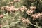 Bergamot flowers with pale petals on old photo