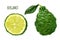 Bergamot fruit with leaf and half of fruit, hand drawn