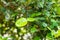 Bergamot green leaf