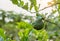 Bergamot, Kaffir lime fruit growing on stem in farm