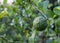 Bergamot, Kaffir lime fruit growing on stem in farm