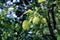 Bergamot kaffir, lime on tree and green leaf blurred background