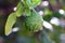 Bergamot kaffir, lime on tree and green leaf blurred background