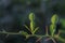 Bergamot leaves in the garden