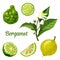 Bergamot orange fruit slice, kaffir lime plant