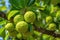 Bergamot On Tree Closeup. Generative AI