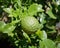 Bergamot on Tree in garden