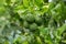 Bergamot on Tree (Kaffir Lime)