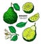 Bergamot vector drawing. Isolated vintage illustration