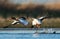 Bergeend, Common Shelduck, Tadorna tadorna