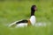 Bergeend; Common Shelduck; Tadorna tadorna